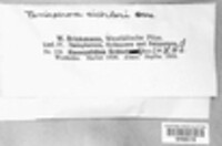 Image Associated With the Occurence